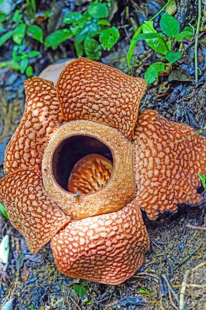 istock Rafflesaia Arnoldi Flowers blossoms 1856779132