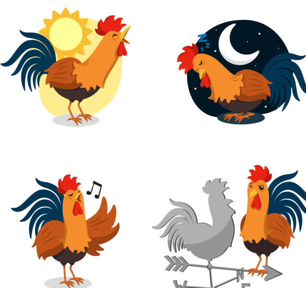 루스터 노래 슬리핑 dawn 기상으로-정맥 설정 - chicken bird close up domestic animals stock illustrations