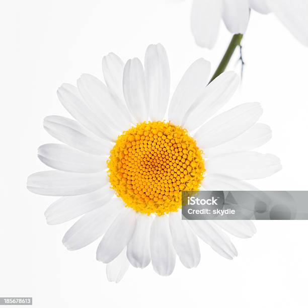 Branco - Fotografias de stock e mais imagens de Amarelo - Amarelo, Botânica - Ciência de plantas, Branco