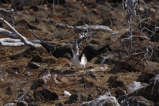 Frigate bird chicks, one to two months old, Galapagos Islands (North Seymour)