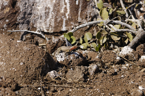 Lizard, Galapagos Islands (North Seymour)