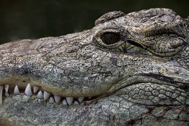 Photo of Nile Crocodile's head.