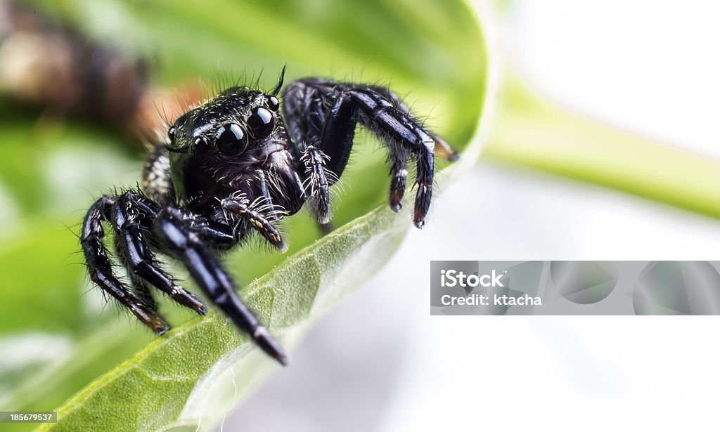 Araignée espèces hyllus - Photo de Animaux à l'état sauvage libre de droits