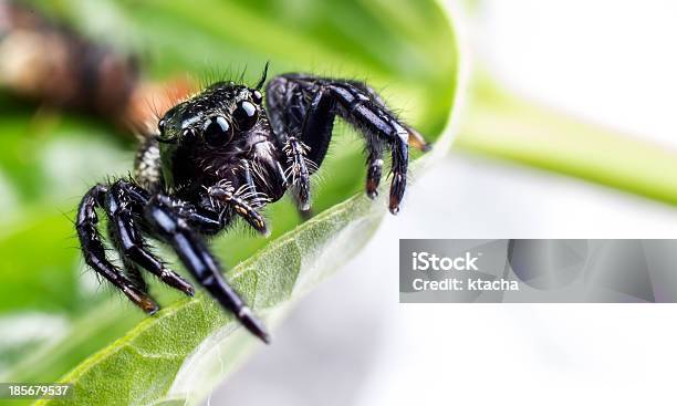 Gatunek Hyllus Spider - zdjęcia stockowe i więcej obrazów Antropomorficzny - Antropomorficzny, Bliskie zbliżenie, Bunt
