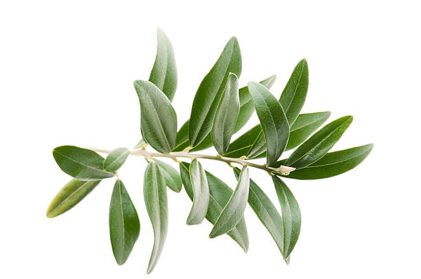 istock Fresh olive branch leaves isolated on white background 185679954