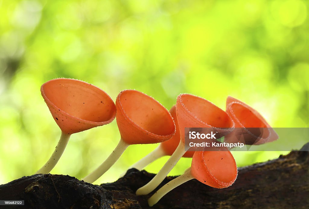 Goblet mushroom - Zbiór zdjęć royalty-free (Azja)