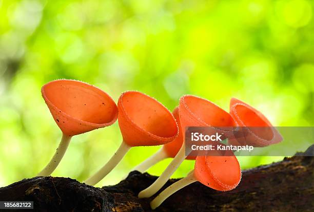 Goblet Mushroom - zdjęcia stockowe i więcej obrazów Azja - Azja, Bez ludzi, Biologia - Nauka