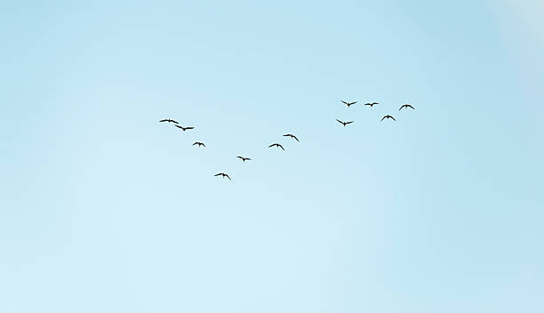 istock Geese flying in a blue sky at fall 185684104