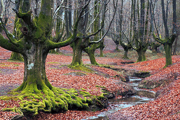 istock creepy forest with a river and green roots 185684117