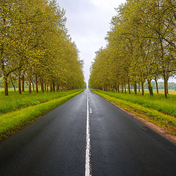 prosty pusty mokrej drodze między drzewami.  dolina loary.  francja. - middle of road zdjęcia i obrazy z banku zdjęć