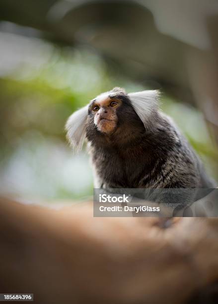 귀여운 비단원숭이류 트리 지점 0명에 대한 스톡 사진 및 기타 이미지 - 0명, 감금 상태, 귀여운