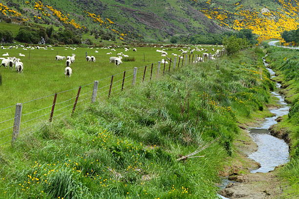 Beautiful mountain vistas and grazing sheep in South Island, New Zealand