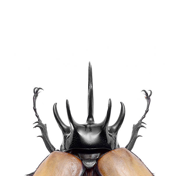 5-Horned Rhinoceros Beetle, Eupatorus gracilicornis isolated on white, close up stock photo