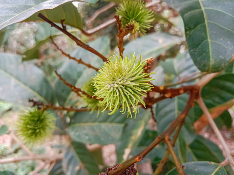 Green rambutan on the tree. Rambutan fruit in the tree. Rambutan (Nephelium lappaceum). Tropical fruit.