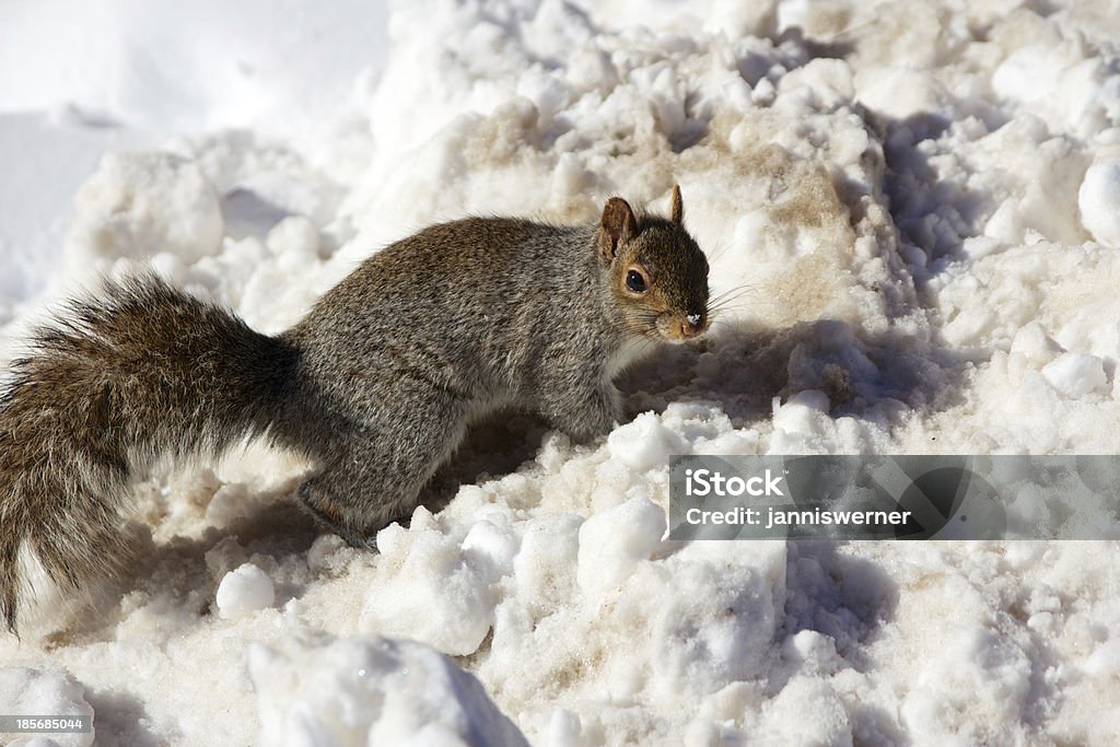 Esquilo no Inverno - Royalty-free Animal Foto de stock