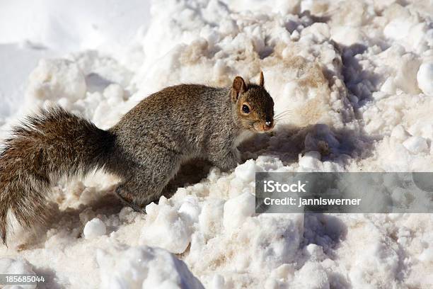 Esquilo No Inverno - Fotografias de stock e mais imagens de Animal - Animal, Animal selvagem, Ao Ar Livre