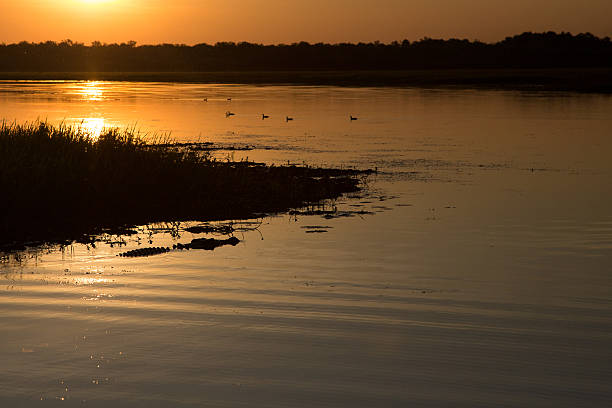 istock Australian landscape with a crocodile in the water 185685252