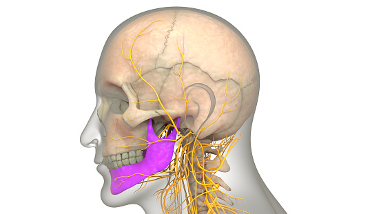 3D Illustration Concept of Human Skeleton System Skull Bone Parts Mandible Bone Anatomy