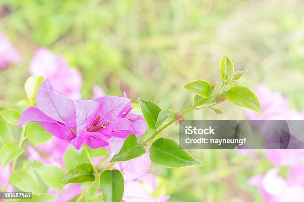 Bouquet Of Pink Bougainvillea Flowers Stock Photo - Download Image Now - Asia, Backgrounds, Beauty In Nature