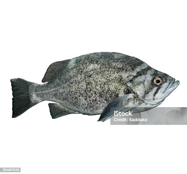 Rockfish - Fotografie stock e altre immagini di Largo - Descrizione generale - Largo - Descrizione generale, Scorfano, Animale