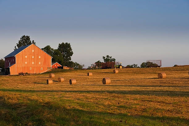 istock Rolled Hay Bales in Farm Field with Red Barn 185687853