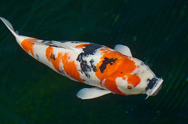 istock Japanese Carp in the aquarium. 185687963