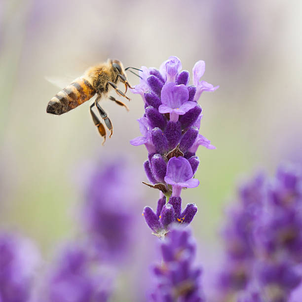 Bumblebee lavender flower stock photo