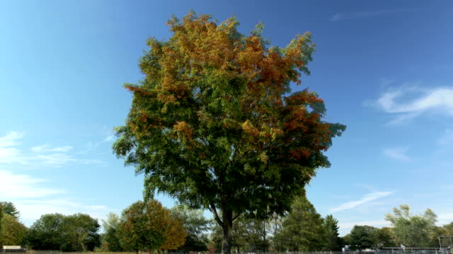 Summer, Autumn, Winter timelapse of tree