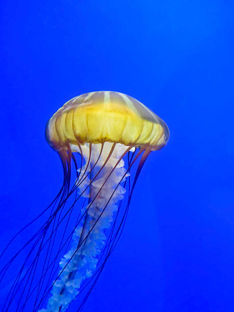 istock Sea nettle drifting in public saltwater aquarium 185689115