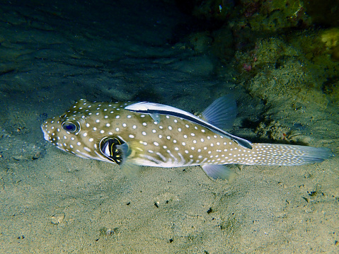 Sharksucker on the back of a white spotted pufferfish underwater at night.