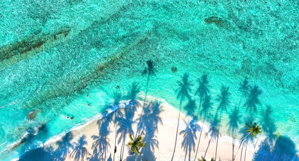 istock Summer palm tree  and Tropical beach with blue  of seashore background 1856893280
