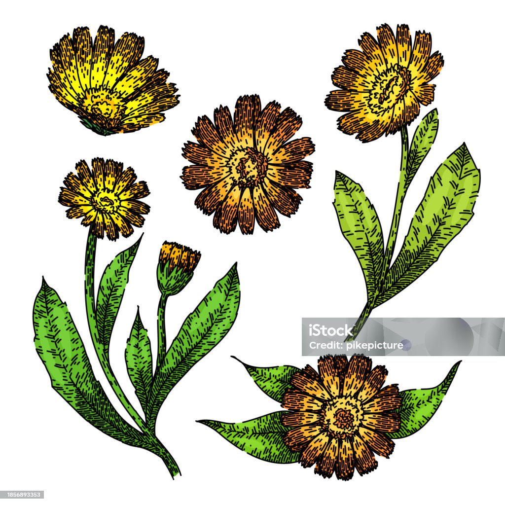 Calendula Drawing Color Calendula Set Sketch Hand Drawn Vector Stock Illustration - Download ...