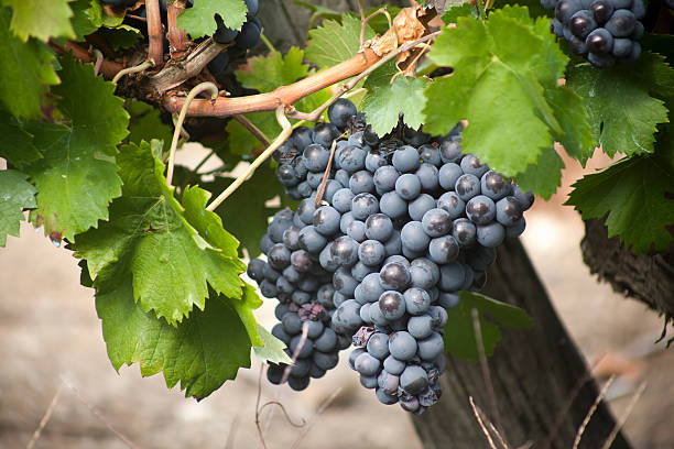 черный виноград - otono стоковые фото и изображения