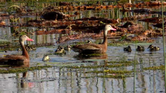 Baby Ducks in a Wetland