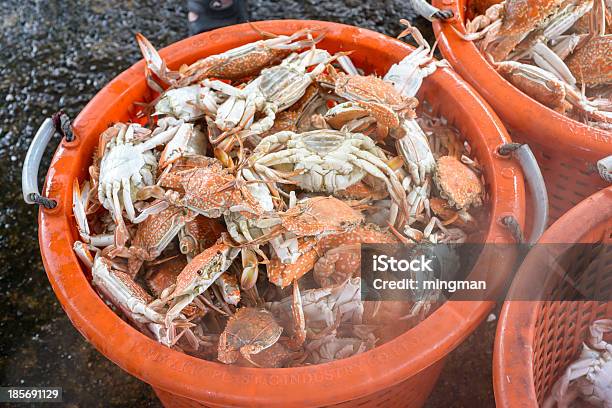 Steamed Crab Stock Photo - Download Image Now - Blue, Chesapeake Bay, Crab