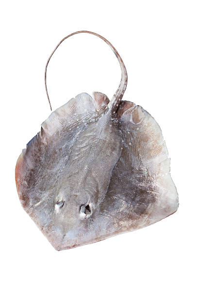 istock portrait of stingray isolated on white background 185691399