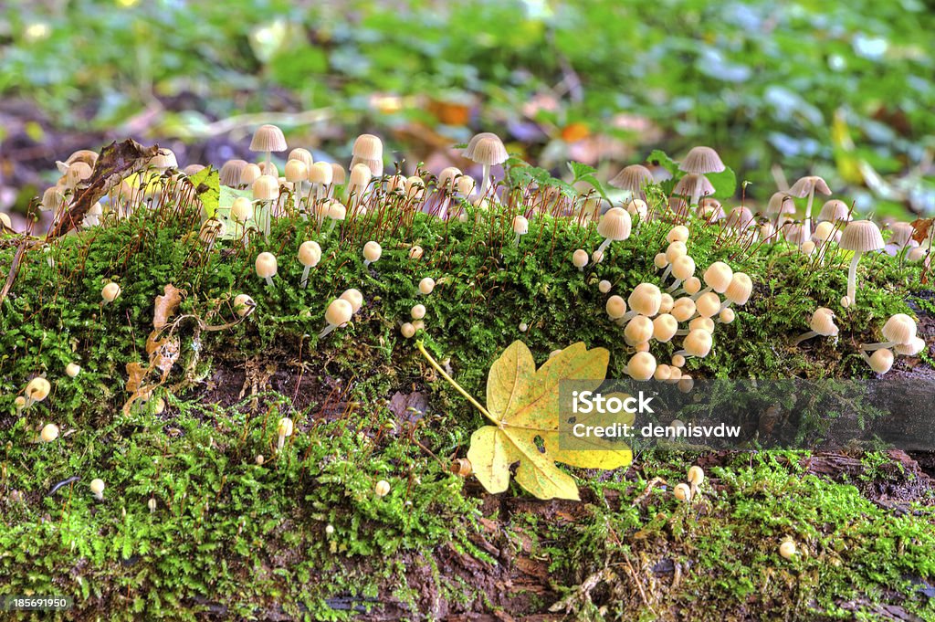 Funghi - Foto stock royalty-free di Ambientazione esterna