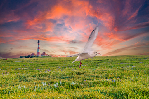 Seagull in Westerheversand at lighthouse in the sunset