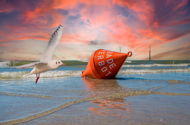 Buoy with seagull North Sea beach