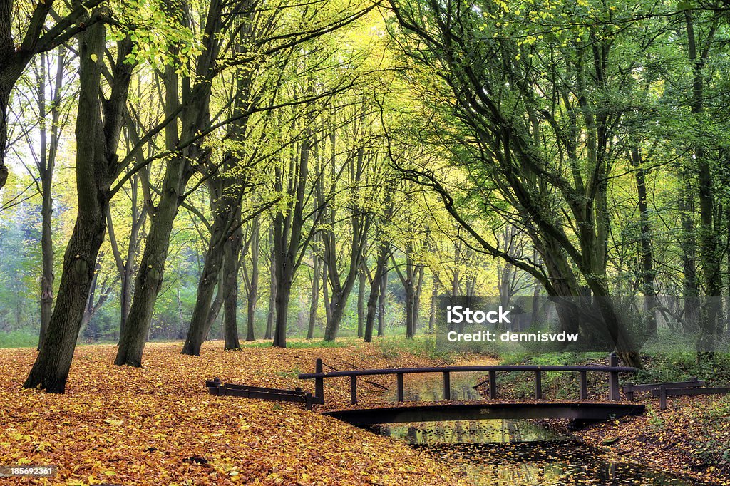 Wald-Brücke - Lizenzfrei Amsterdam Stock-Foto