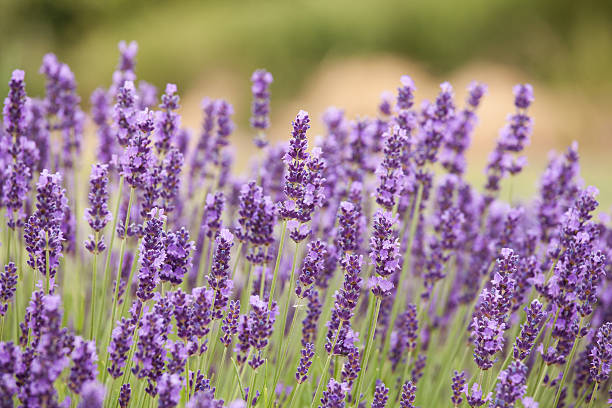 Lavender flower field stock photo
