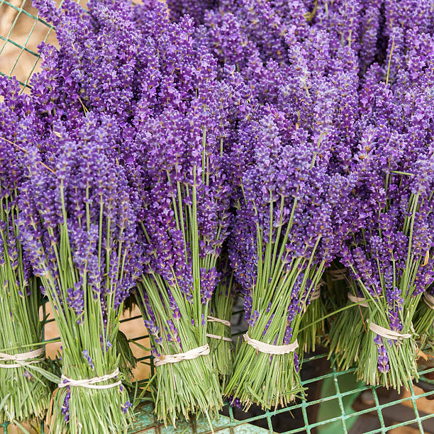 Lavender Bunches stock photo
