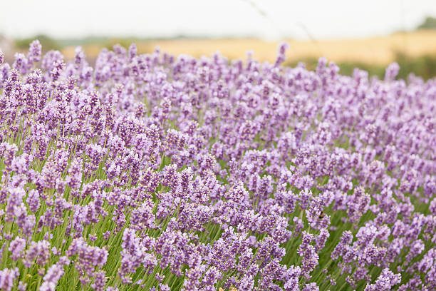 Lavender flower field stock photo