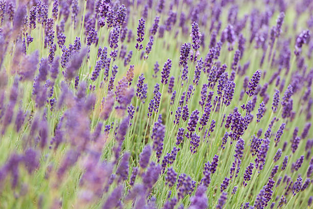 Lavender flower field stock photo