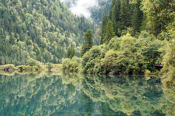 istock Green trees and inverted image in water 185692786