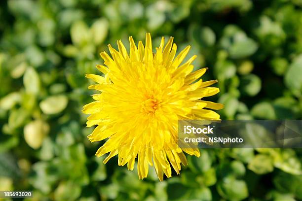 Löwenzahn Stockfoto und mehr Bilder von Bildschärfe - Bildschärfe, Blatt - Pflanzenbestandteile, Blume