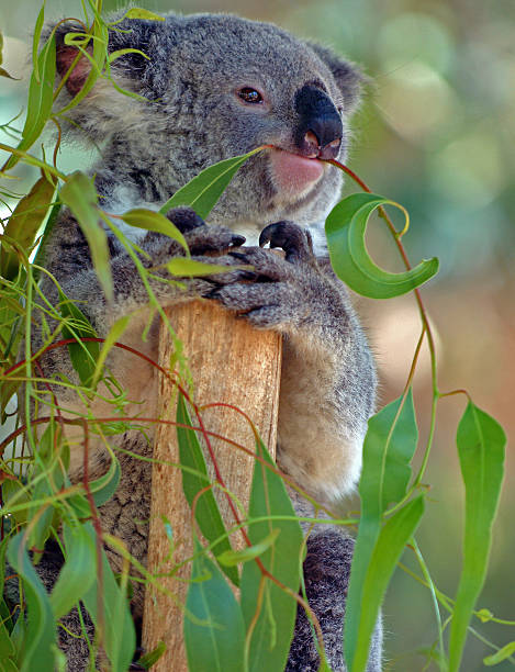 istock Koala eating gum leaves in a tree 185693119