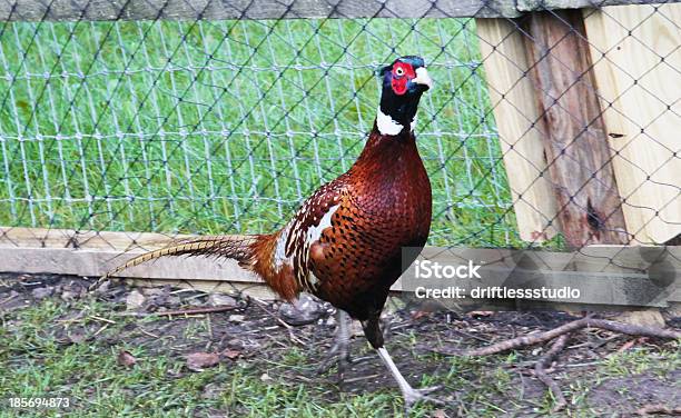 Photo libre de droit de Faisan Sur Le Pouce banque d'images et plus d'images libres de droit de Animal mâle - Animal mâle, Animaux en captivité, Automne