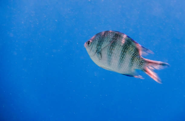 istock single indopazific sergeant swimming in blue water 1856952090
