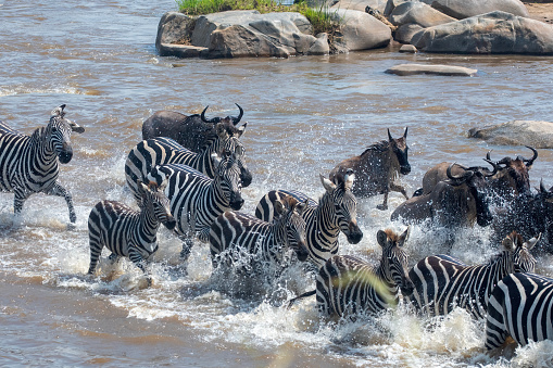 The crossing - a wildebeest diving into the river during the crossing of the Masai River by wildebeests and zebras during the great migration in Serengeti National Park - Tanzania